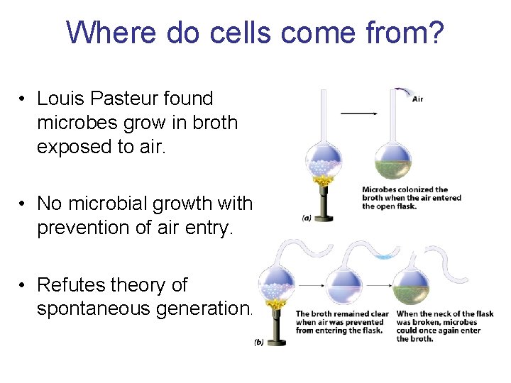 Where do cells come from? • Louis Pasteur found microbes grow in broth exposed