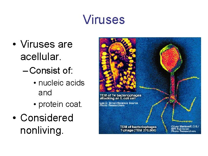 Viruses • Viruses are acellular. – Consist of: • nucleic acids and • protein