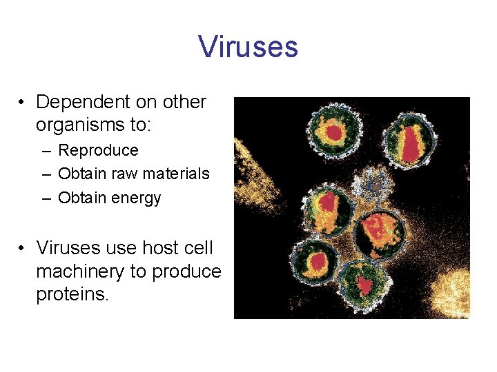 Viruses • Dependent on other organisms to: – Reproduce – Obtain raw materials –