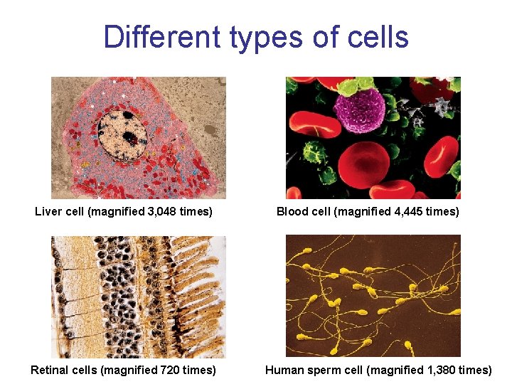 Different types of cells Liver cell (magnified 3, 048 times) Retinal cells (magnified 720