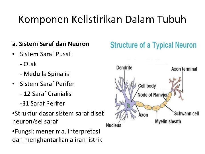 Komponen Kelistirikan Dalam Tubuh a. Sistem Saraf dan Neuron • Sistem Saraf Pusat -