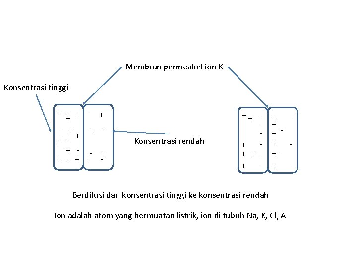 Membran permeabel ion K Konsentrasi tinggi + - - - + + - -+