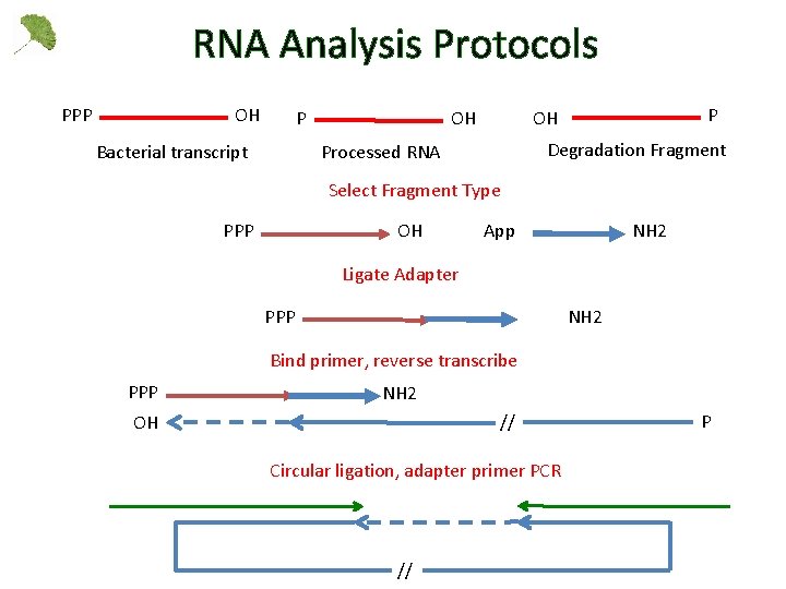 RNA Analysis Protocols PPP OH P Bacterial transcript P OH OH Degradation Fragment Processed