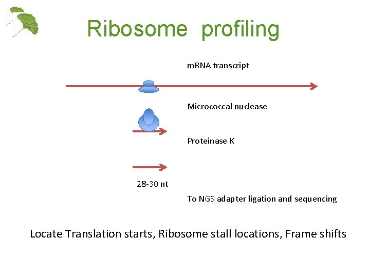 Ribosome profiling m. RNA transcript Micrococcal nuclease Proteinase K 28 -30 nt To NGS