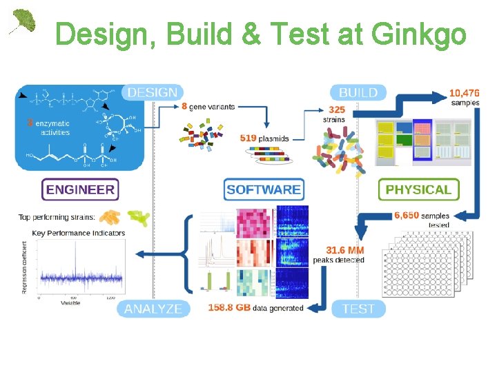 Design, Build & Test at Ginkgo 