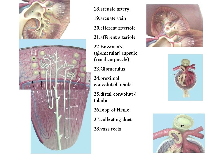 18. arcuate artery 19. arcuate vein 20. efferent arteriole 21. afferent arteriole 22. Bowman's