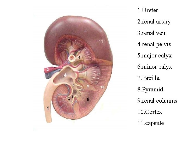 1. Ureter 2. renal artery 3. renal vein 4. renal pelvis 5. major calyx