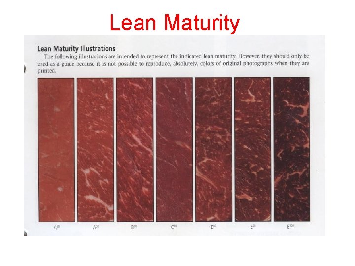 Lean Maturity 
