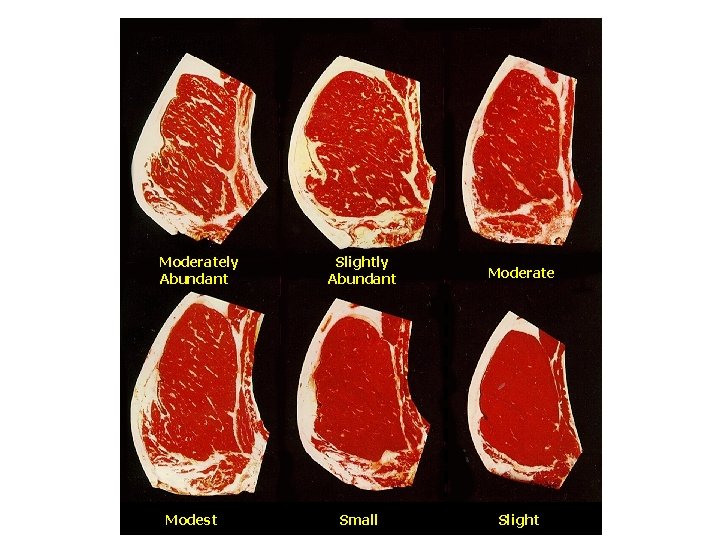 Moderately Abundant Modest Slightly Abundant Moderate Small Slight 