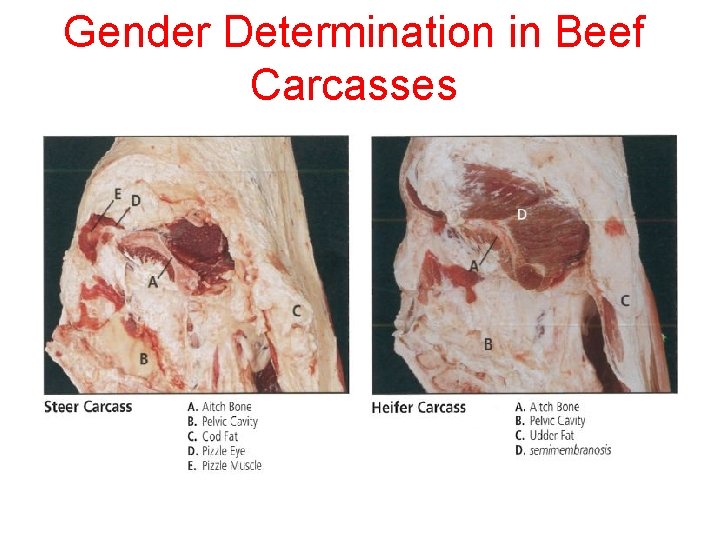 Gender Determination in Beef Carcasses 