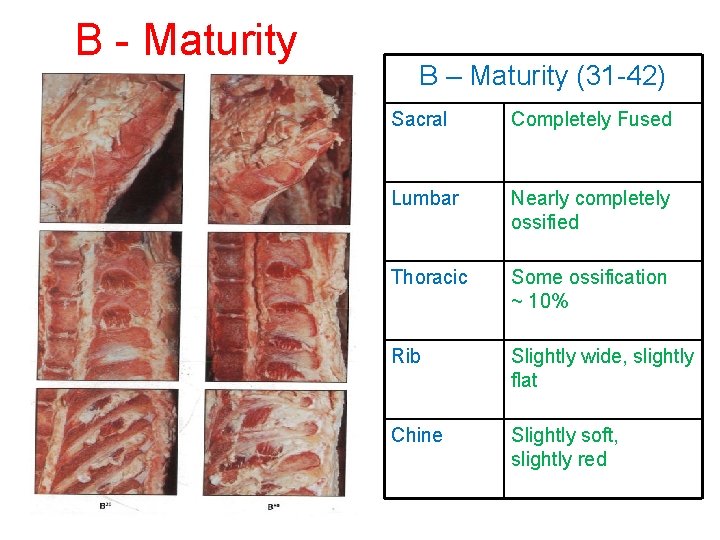 B - Maturity B – Maturity (31 -42) Sacral Completely Fused Lumbar Nearly completely