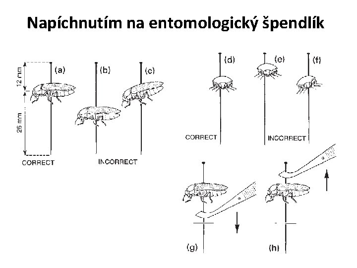 Napíchnutím na entomologický špendlík 