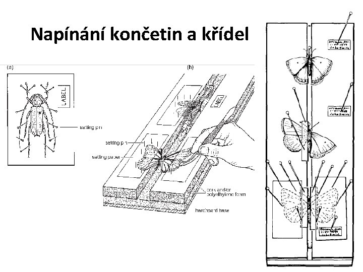 Napínání končetin a křídel 