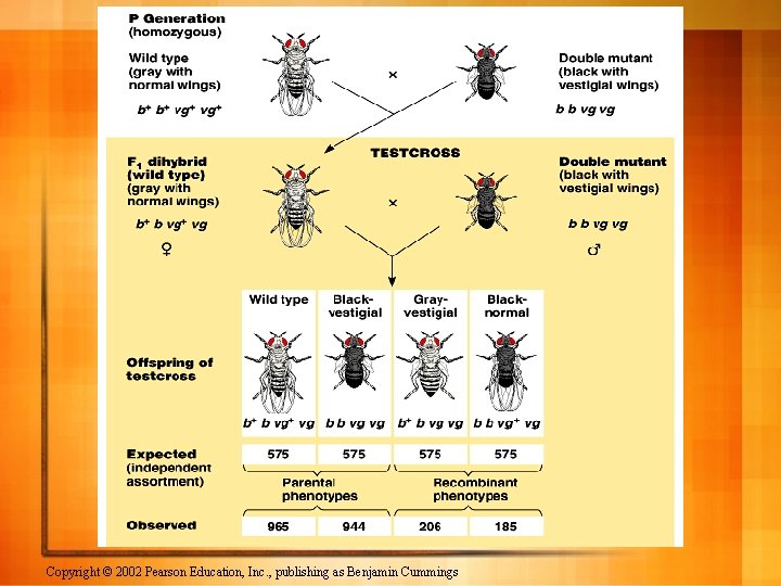 Copyright © 2002 Pearson Education, Inc. , publishing as Benjamin Cummings 