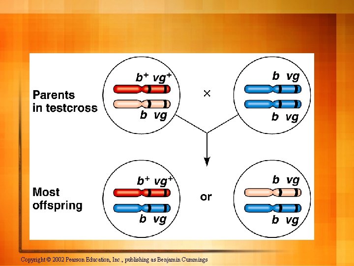 Probability and Betweenness of Points The Ruler