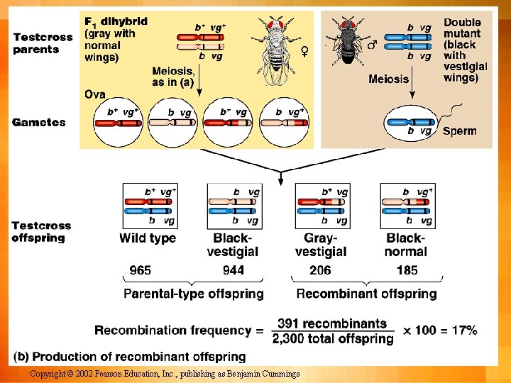 Copyright © 2002 Pearson Education, Inc. , publishing as Benjamin Cummings 