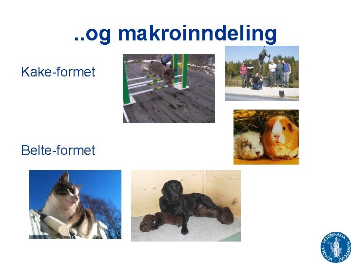 . . og makroinndeling Kake-formet Belte-formet 