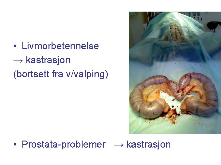 • Livmorbetennelse → kastrasjon (bortsett fra v/valping) • Prostata-problemer → kastrasjon 