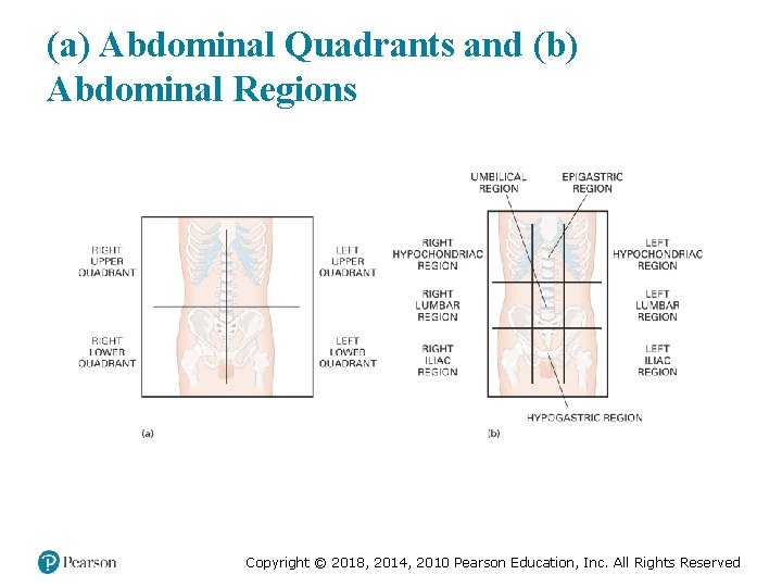 (a) Abdominal Quadrants and (b) Abdominal Regions Copyright © 2018, 2014, 2010 Pearson Education,
