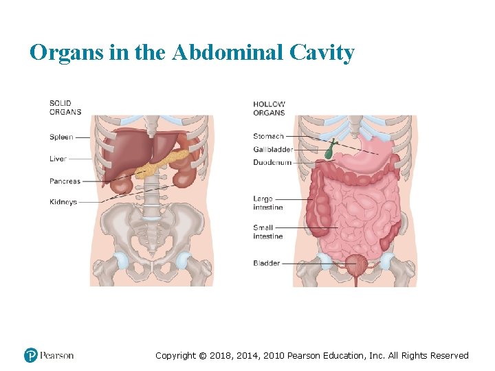 Organs in the Abdominal Cavity Copyright © 2018, 2014, 2010 Pearson Education, Inc. All