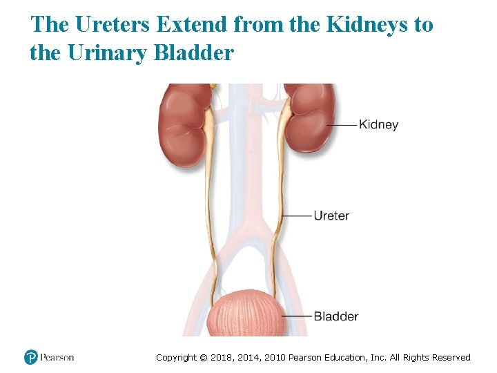 The Ureters Extend from the Kidneys to the Urinary Bladder Copyright © 2018, 2014,