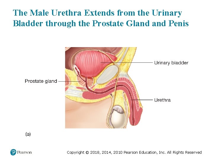 The Male Urethra Extends from the Urinary Bladder through the Prostate Gland Penis Copyright