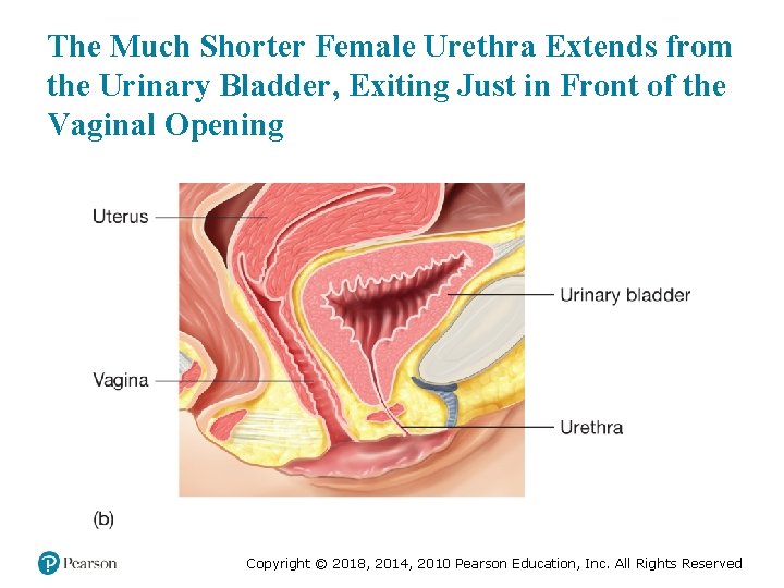 The Much Shorter Female Urethra Extends from the Urinary Bladder, Exiting Just in Front