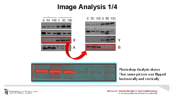 Image Analysis 1/4 X Y A B Photoshop Analysis shows That same picture was