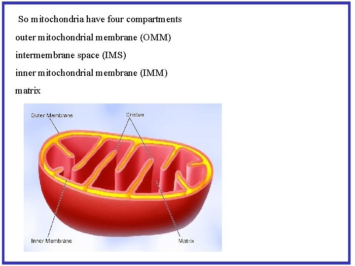  So mitochondria have four compartments outer mitochondrial membrane (OMM) intermembrane space (IMS) inner