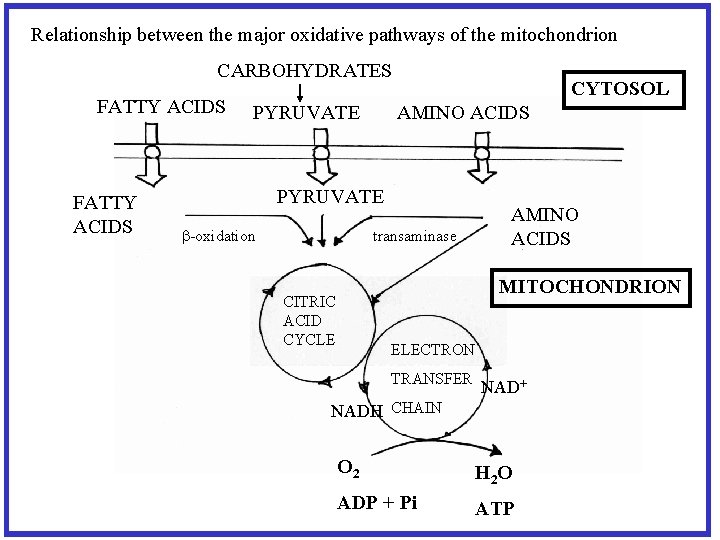 Relationship between the major oxidative pathways of the mitochondrion CARBOHYDRATES FATTY ACIDS PYRUVATE CYTOSOL