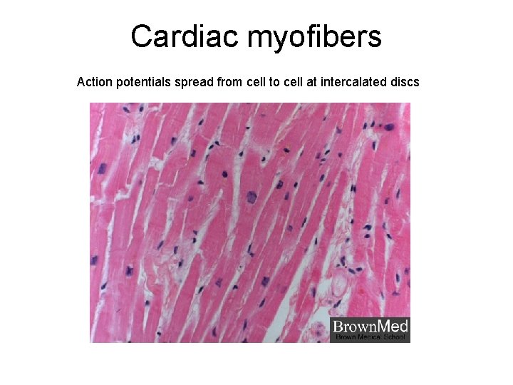 Cardiac myofibers Action potentials spread from cell to cell at intercalated discs 
