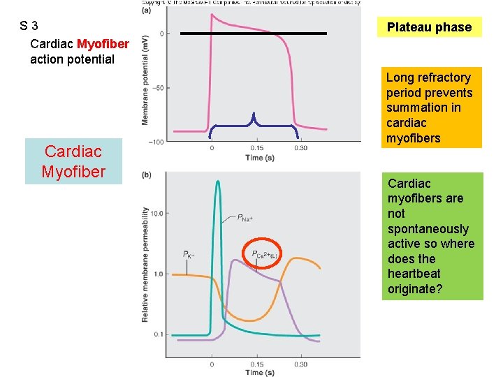 S 3 Cardiac Myofiber action potential Cardiac Myofiber Figure 12. 13 Plateau phase Long