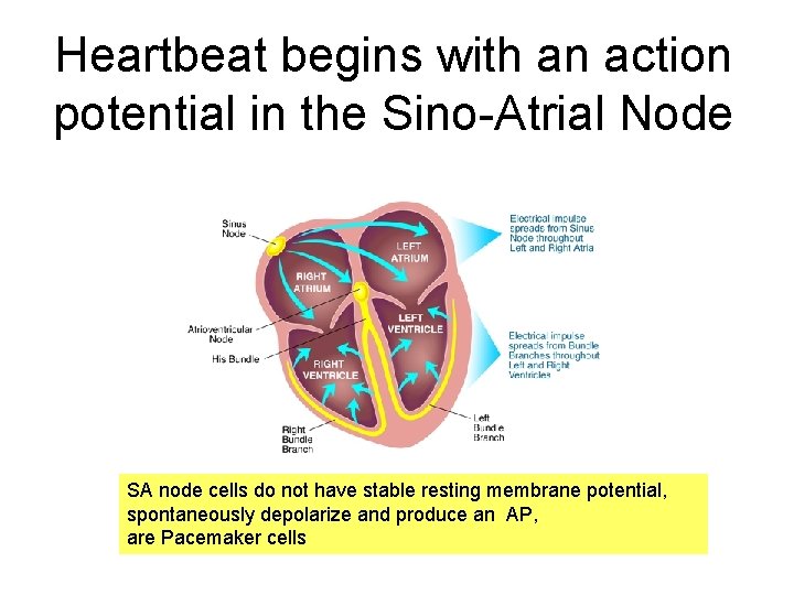 Heartbeat begins with an action potential in the Sino-Atrial Node SA node cells do
