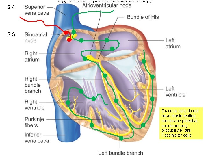 S 4 Figure 12. 11 S 5 SA node cells do not have stable