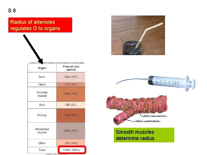 S 8 Radius of arterioles regulates Q to organs Smooth muscles determine radius 