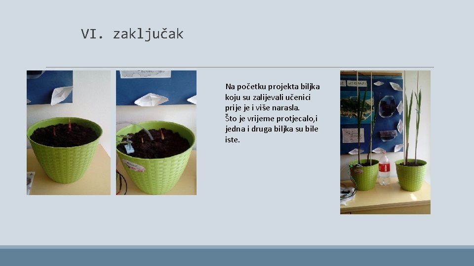 VI. zaključak Na početku projekta biljka koju su zalijevali učenici prije je i više