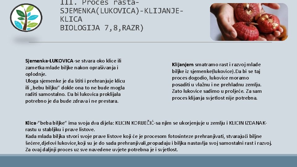 III. Proces rasta. SJEMENKA(LUKOVICA)-KLIJANJEKLICA BIOLOGIJA 7, 8, RAZR) Sjemenka-LUKOVICA-se stvara oko klice ili zametka