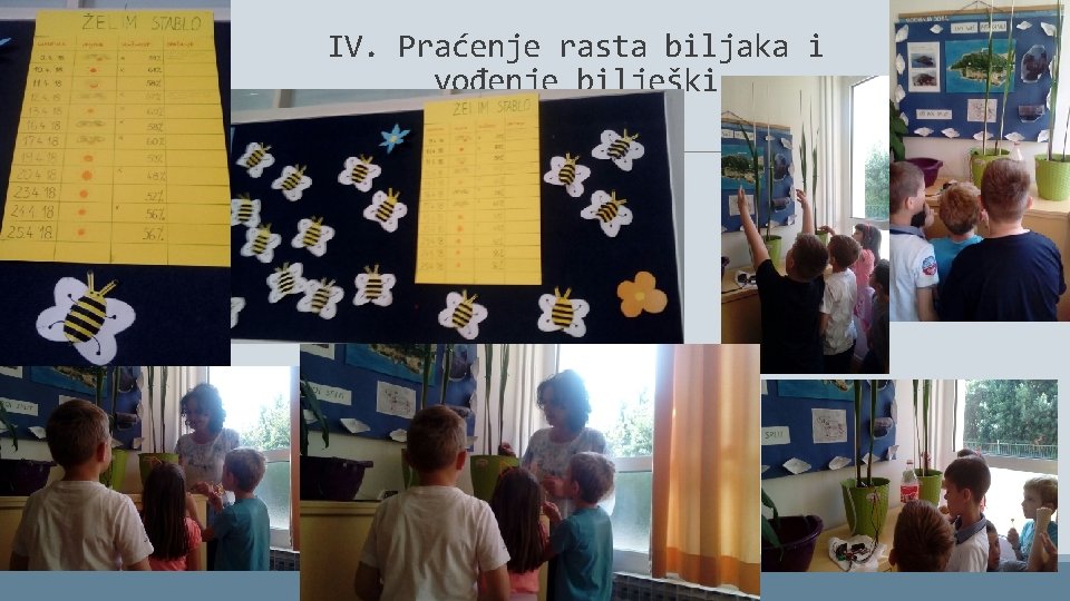 IV. Praćenje rasta biljaka i vođenje bilješki 