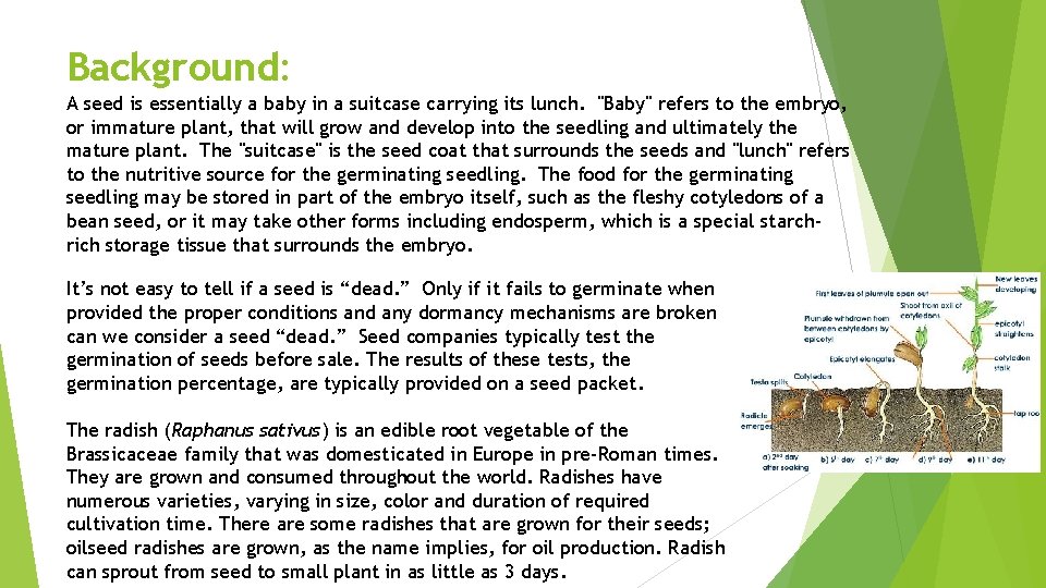 Background: A seed is essentially a baby in a suitcase carrying its lunch. "Baby"