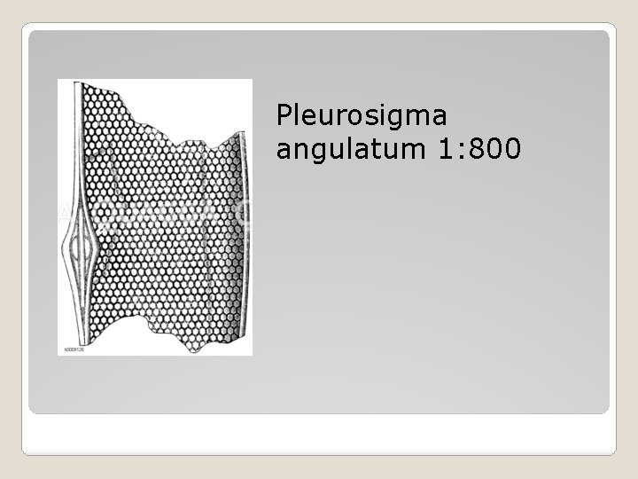 Pleurosigma angulatum 1: 800 