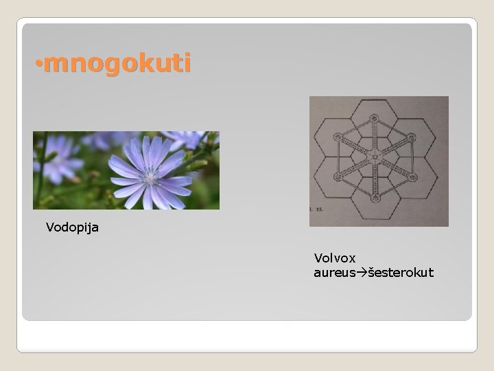  • mnogokuti Vodopija Volvox aureus šesterokut 