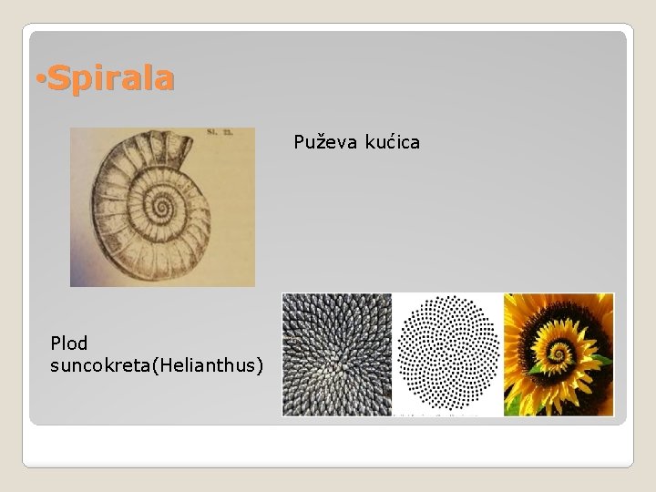  • Spirala Puževa kućica Plod suncokreta(Helianthus) 