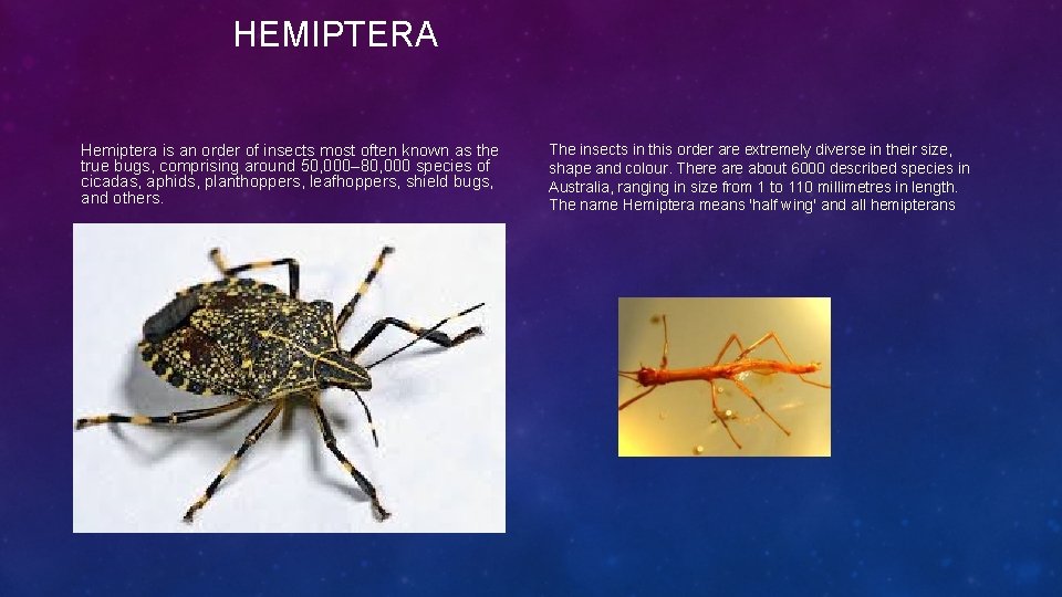 HEMIPTERA Hemiptera is an order of insects most often known as the true bugs,