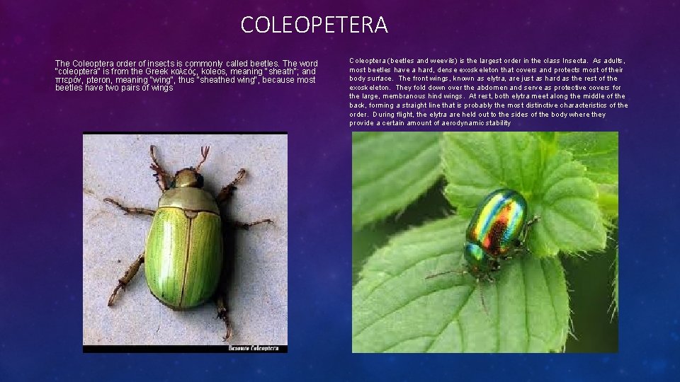 COLEOPETERA The Coleoptera order of insects is commonly called beetles. The word "coleoptera" is
