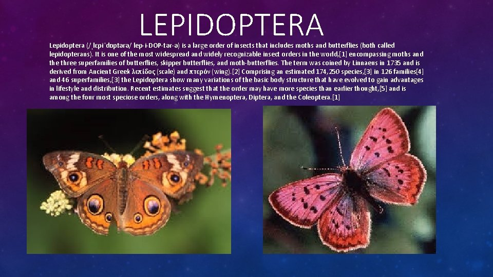 LEPIDOPTERA Lepidoptera (/ˌlɛpɨˈdɒptərə/ lep-i-DOP-tər-ə) is a large order of insects that includes moths and