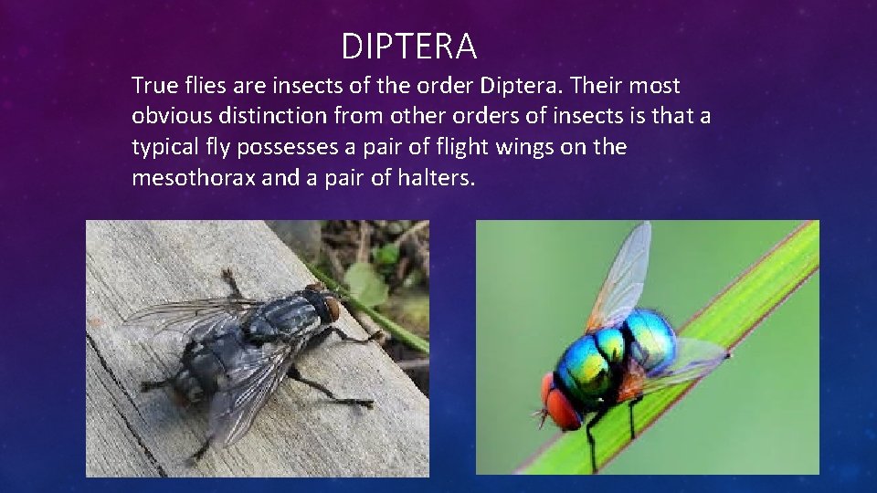 DIPTERA True flies are insects of the order Diptera. Their most obvious distinction from