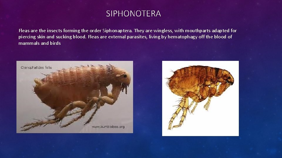 SIPHONOTERA Fleas are the insects forming the order Siphonaptera. They are wingless, with mouthparts