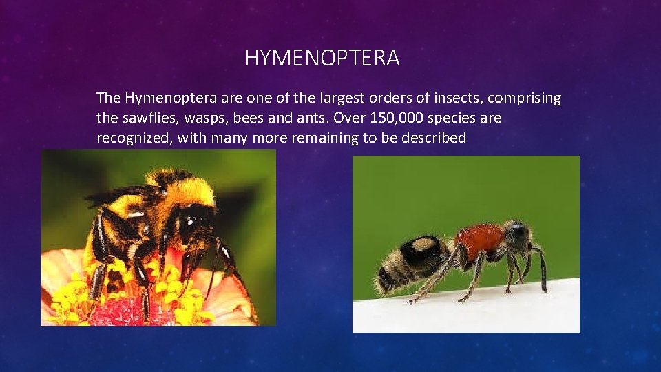 HYMENOPTERA The Hymenoptera are one of the largest orders of insects, comprising the sawflies,