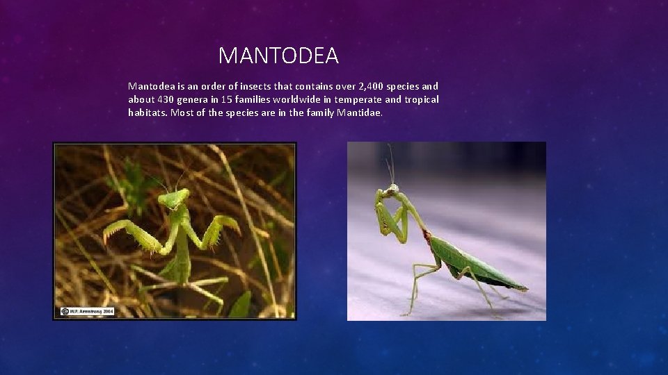 MANTODEA Mantodea is an order of insects that contains over 2, 400 species and