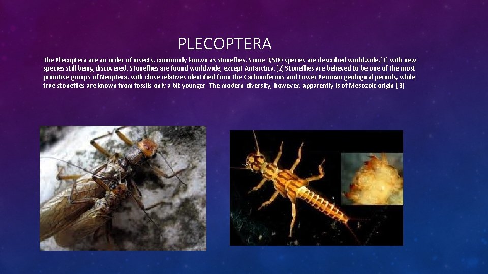 PLECOPTERA The Plecoptera are an order of insects, commonly known as stoneflies. Some 3,